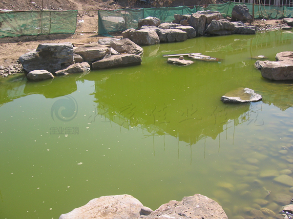 麗宮淺水灣 景觀水治理前