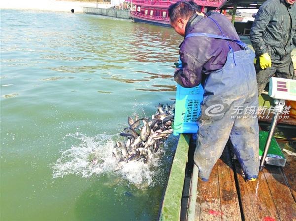 太湖放流魚(yú)苗，治理藍(lán)藻