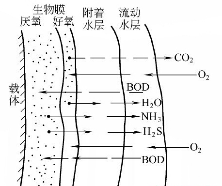 生物膜的基本結構